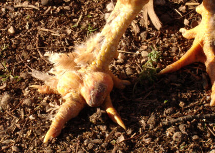 Ep. 146 Chick and Chicken Injuries Image